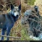 Chernobyl Blue Dogs Mystery: Shocking Viral Video Sparks Scientific Investigation chernobyl_blue_dogs